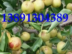 陕西大棚冬枣基地，温棚冬枣，冷棚冬枣产地价格图3
