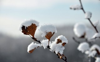 呼伦贝尔：雪淞压枝头