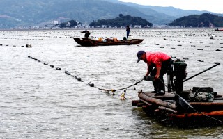 福建霞浦：渔民海上忙冬播