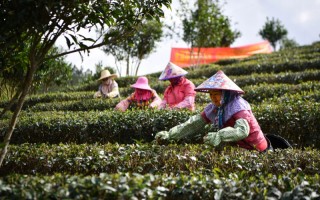 海南“早春茶”开采