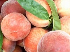 陕西油蟠桃价格陆地油蟠桃种植基地大荔油蟠桃大量上市了图3