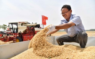 我国第二大小麦主产区山东开镰收麦