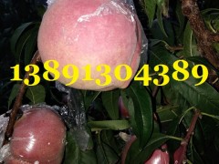 毛桃价格-陕西突围毛桃产地-郑二毛桃批发红不软毛桃大量上市了图2