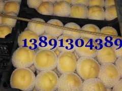 黄金蜜毛桃价格-陕西纸袋黄金蜜毛桃产地上市价格图2