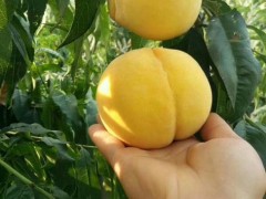 黄金蜜毛桃价格-陕西黄金蜜毛桃产地，黄金蟠毛桃上市价格图2