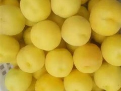 黄金蜜毛桃价格-陕西黄金蜜毛桃产地，黄金蟠毛桃上市价格图3