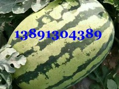 陕西大棚金城5西瓜产地价格，大棚红金城5西瓜基地行情图2