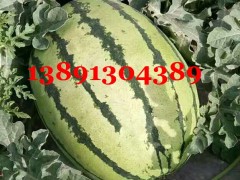 陕西大棚金城5西瓜产地价格，大棚红金城5西瓜基地行情图3